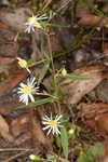 Simmonds' aster